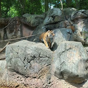 Louisville 5/22 - Islands, rotational exhibit #3, Sumatran tiger