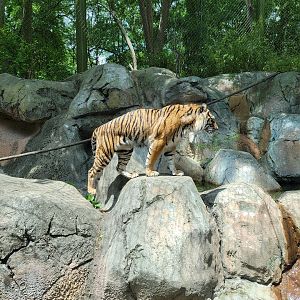 Louisville 5/22 - Islands, rotational exhibit #3, Sumatran tiger