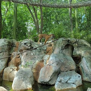 Louisville 5/22 - Islands, rotational exhibit #3, Sumatran tiger