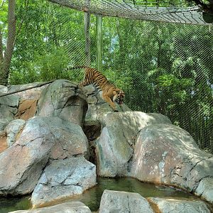 Louisville 5/22 - Islands, rotational exhibit #3, Sumatran tiger