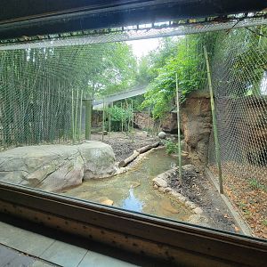 Louisville 5/22 - Islands, rotational exhibit #2, Malayan tapir