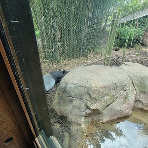 Louisville 5/22 - Islands, rotational exhibit #2, Malayan tapir