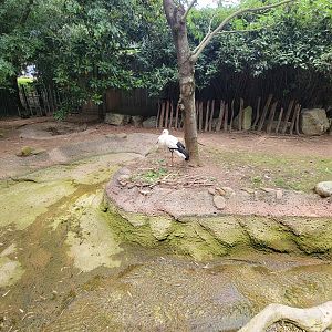 Louisville 5/22 - Islands, Oriental white stork, demoiselle crane, Aldabra tortoise