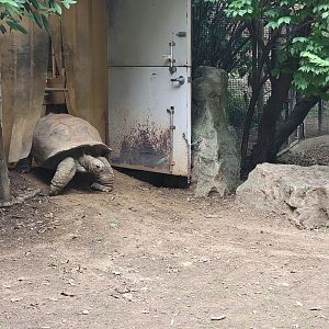 Louisville 5/22 - Islands,  Aldabra tortoise