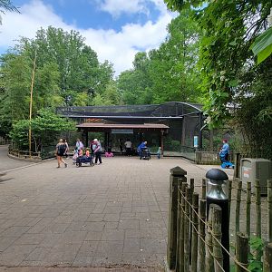 Louisville 5/22 - Islands, Little blue penguins