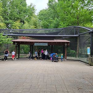 Louisville 5/22 - Islands, Little blue penguins