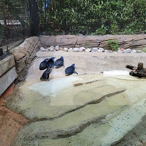 Louisville 5/22 - Islands, Little blue penguins