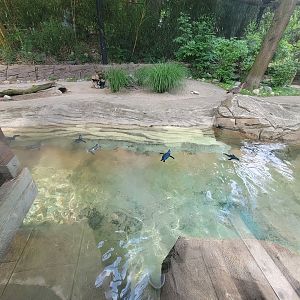 Louisville 5/22 - Islands, Little blue penguins