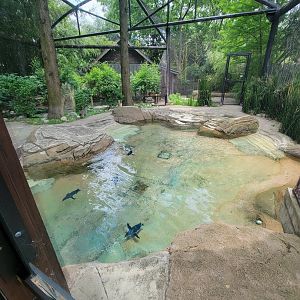 Louisville 5/22 - Islands, Little blue penguins