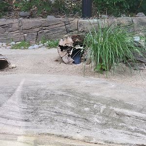 Louisville 5/22 - Islands, Little blue penguins