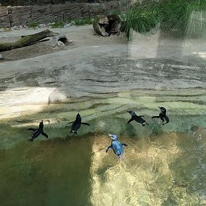 Louisville 5/22 - Islands, Little blue penguins