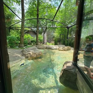 Louisville 5/22 - Islands, Little blue penguins