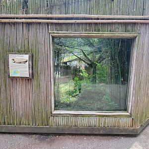 Louisville 5/22 - Islands, Komodo dragon outdoor viewing