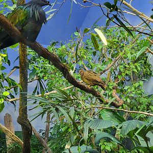 Louisville 5/22 - Islands Pavilion, white-throated ground dove female and nicobar pigeon