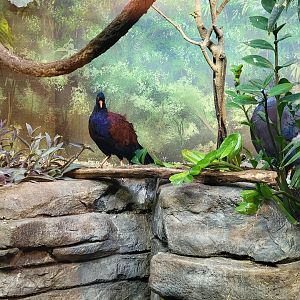 Louisville 5/22 - Islands Pavilion, green-naped pheasant pigeon and Victorian crowned pigeon