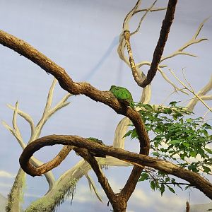 Louisville 5/22 - Islands Pavilion, emerald doves