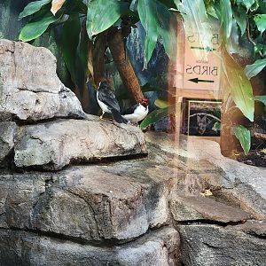 Louisville 5/22 - Islands Pavilion, unsigned red-capped cardinals