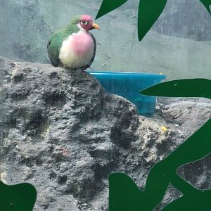 Louisville 5/22 - Islands Pavilion, Jambu fruit dove
