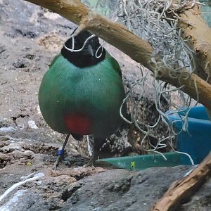 Louisville 5/22 - Islands Pavilion, hooded pita