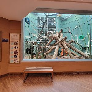 Louisville 5/22 - Islands Pavilion, rotational exhibit #4, Malayan tapir