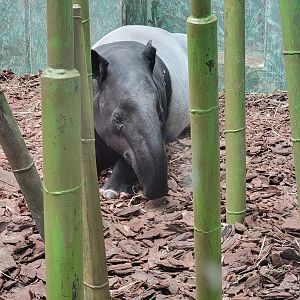 Louisville 5/22 - Islands Pavilion, rotational exhibit #4, Malayan tapir