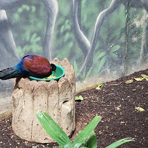 Louisville 5/22 - Islands Pavilion, green-naped pheasant pigeon