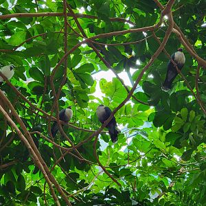 Louisville 5/22 - Islands Pavilion, Papuan mountain pigeons and young Bali mynah