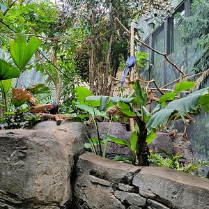 Louisville 5/22 - Islands Pavilion, walk-through aviary