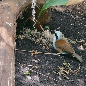 Louisville 5/22 - Islands Pavilion, walk-through aviary
