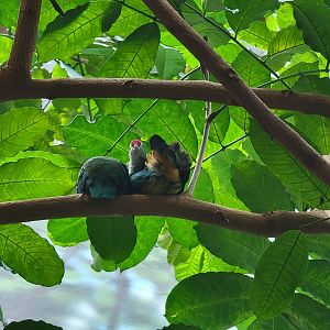Louisville 5/22 - Islands Pavilion, walk-through aviary