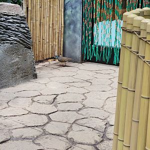 Louisville 5/22 - Islands Pavilion, walk-through aviary