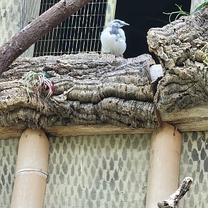 Louisville 5/22 - Islands Pavilion, walk-through aviary, young Bali mynah