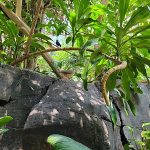 Louisville 5/22 - Islands Pavilion, walk-through aviary