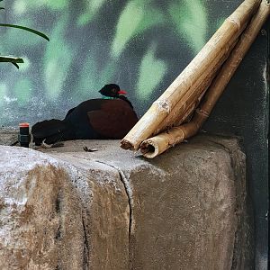Louisville 5/22 - Islands Pavilion, green-naped pheasant pigeon showing off the green nape