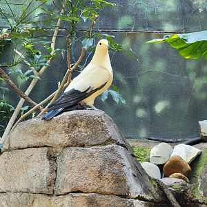 Louisville 5/22 - Islands Pavilion, walk-through aviary, unsigned pied imperial pigeon