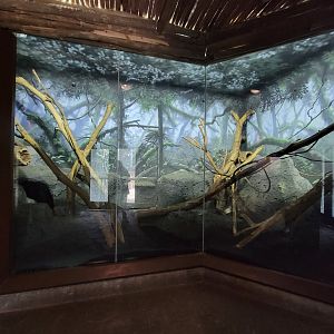 Louisville 5/22 - Islands Pavilion, prehensile-tailed porcupine