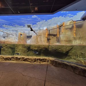 Louisville 5/22 - Islands Pavilion, Penguin Sea Cliffs