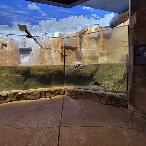 Louisville 5/22 - Islands Pavilion, Penguin Sea Cliffs