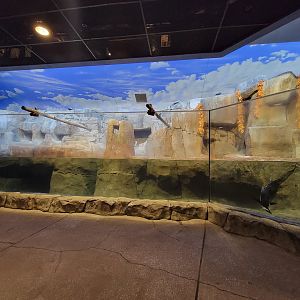 Louisville 5/22 - Islands Pavilion, Penguin Sea Cliffs