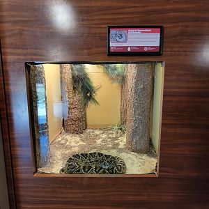 Louisville 5/22 - Herpaquarium, eastern diamondback