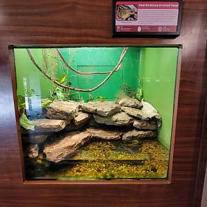 Louisville 5/22 - Herpaquarium, Puerto Rican crested toad