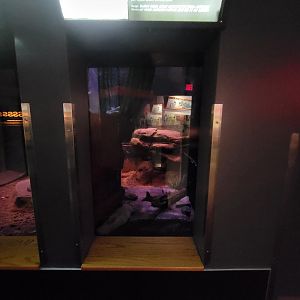 Louisville 5/22 - Herpaquarium, Sonoran desert toad