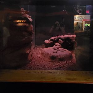 Louisville 5/22 - Herpaquarium, gila monster