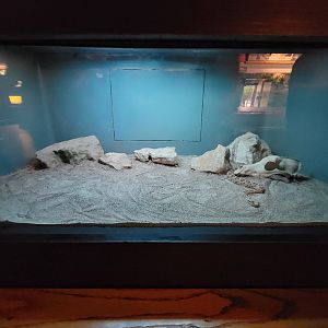 Louisville 5/22 - Herpaquarium, sidewinder and trans-pecos ratsnake
