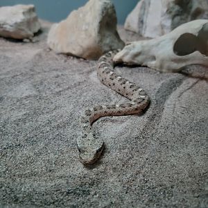 Louisville 5/22 - Herpaquarium, sidewinder