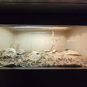 Louisville 5/22 - Herpaquarium, sandfish skink and rough-scaled sand boa