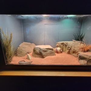 Louisville 5/22 - Herpaquarium, Sudan plated lizard