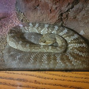 Louisville 5/22 - Herpaquarium, red diamondback