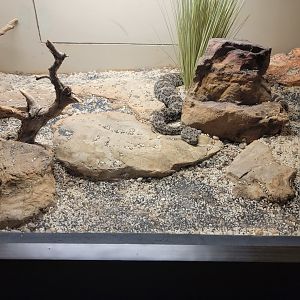 Louisville 5/22 - Herpaquarium, ID? I don't seem to have a sign photo for this one, oops