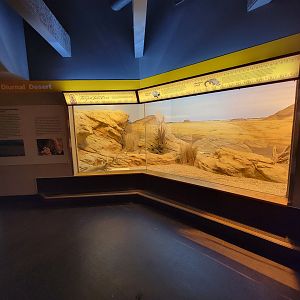 Louisville 5/22 - Herpaquarium, Mastigure lizard and Indian star tortoise